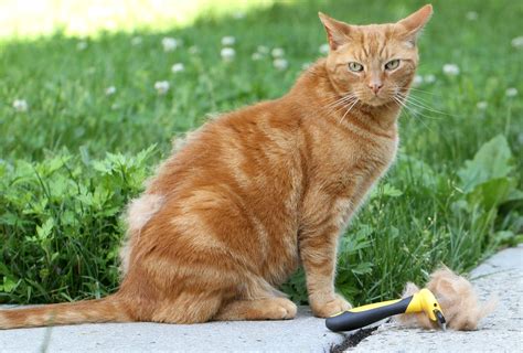 If your cat isn't getting the proper nutrients from her food, her skin can become dry and her coat may become dull and prone to excessive shedding. Best Cat Food for Shedding Control (Top 4 for a Healthy ...