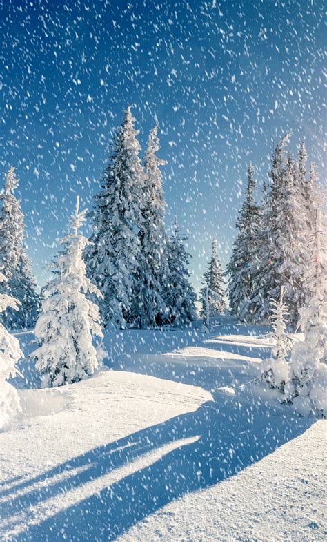 1280x2120 Resolution Winter Trees Snow Season Iphone 6 Plus Wallpaper