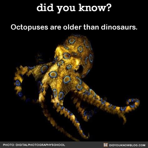 Octopuses Are Older Than Dinosaurs Source Did You Know