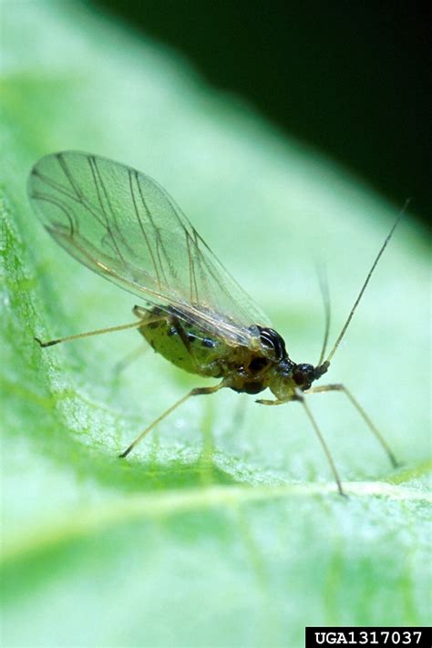 Banana corm damaged by weevils. green peach aphid, Myzus persicae (Hemiptera: Aphididae ...