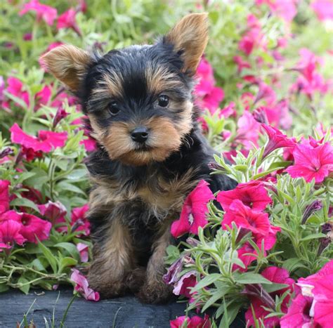 Closed new years day ohio puppy cute puppies 1560 e liberty st girard,ohioclosed new years day ohio puppy cute puppies 1560. Puppies for Sale | Dog breeder, Puppies, Yorkshire terrier ...