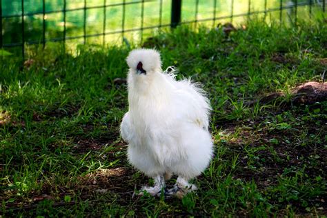 Silkies A Comprehensive Silkie Chicken Guide For Every Chicken Lover