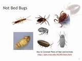 Photos of Bug Treatment For House