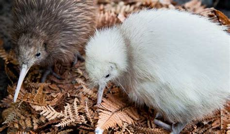 Sex Of White Kiwi Chick Revealed Nz