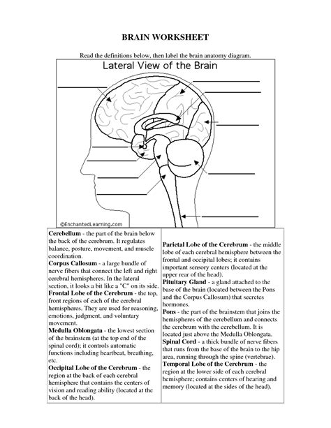 Animal cell / plant cell worksheets:this is a great supplement for students to review the unit of animal cell and plant cell. 12 Best Images of Brain Parts Worksheet - Brain Label ...
