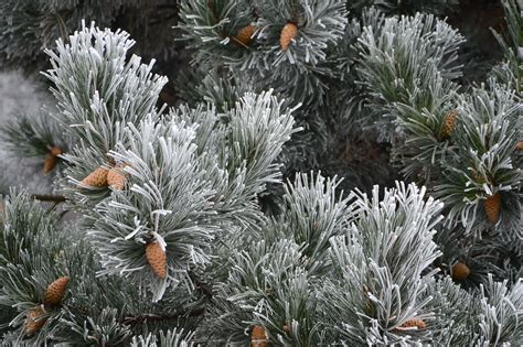 Free Images Tree Branch Snow Winter Flower Frost Botany Fir