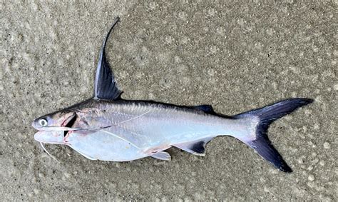 Gafftopsail Catfish Mexican