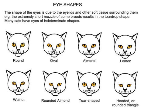 Eye Shapes | Cat eye colors, Kitten drawing, Eye color chart