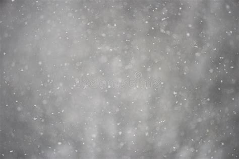 Real Snow Falling Against Grey Background With Shallow Depth Of Field