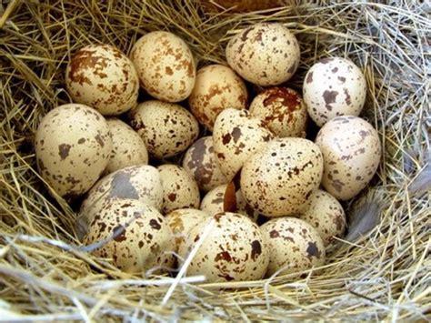 Quail Bird Eggs Nutritional Value Besto Blog