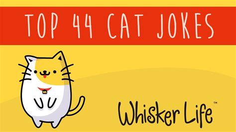Top 44 Funny Cat Jokes Best For Kids And Adults To Lol Youtube