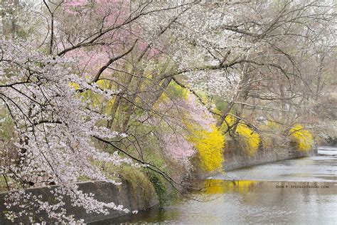 Branch Brook Park Cherry Blossom Festival 2020