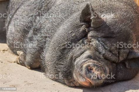 Big Black Pig Is Sleeping On The Ground Stock Photo Download Image