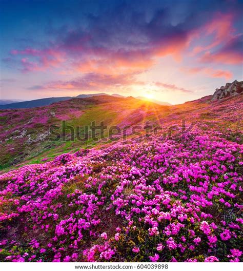 Dramatic Summer Sunrise Carpathian Mountains Great Stock Photo