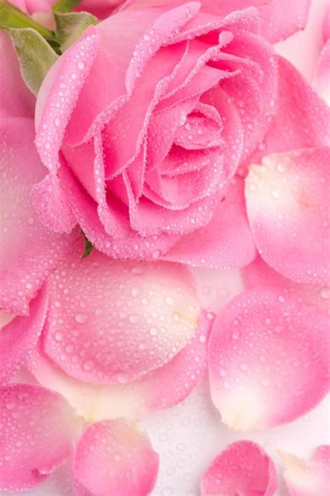Girly Cute Rose Wallpapers Most Girly Backgrounds Have Simple Designs