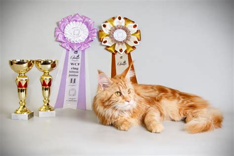 Cats On Parade Inside The World Of Cat Show Competitions Catgazette