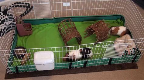 Guinea Pigs How To Clean A Cage Youtube