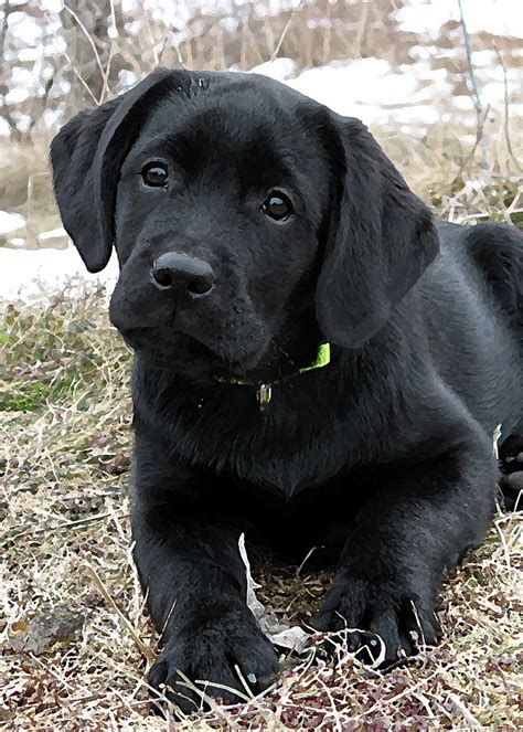 Mom (picture 9) is a german. Awaiting Spring - Black Lab Puppy Photograph by Black Dog ...