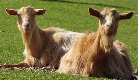 Goat Veterinary Society Dedicated To Goat Care