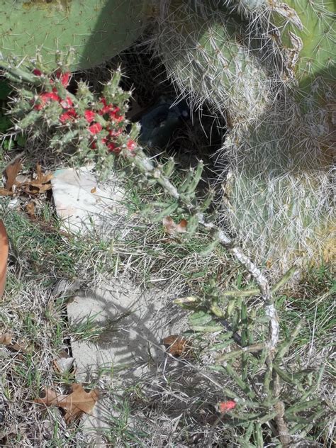 Maybe you would like to learn more about one of these? Rock-Oak-Deer: Got Cactus?
