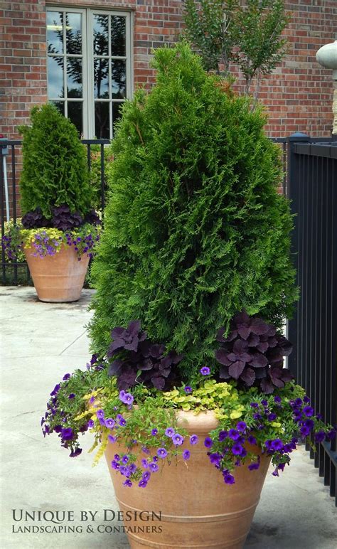 Like The Purple Flowers At The Base Of The Evergreen Container
