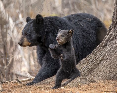 Black Bear Cubs Naturally Curious With Mary Holland