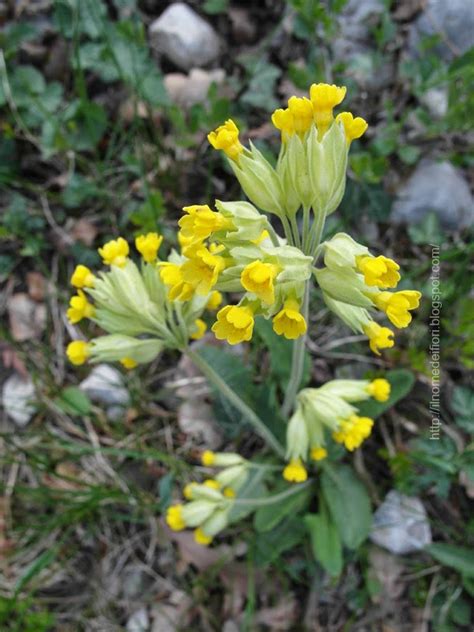 Foto circa fiori gialli isolati su fondo bianco. In nome dei fiori: Primula odorosa: piccoli fiori gialli ...