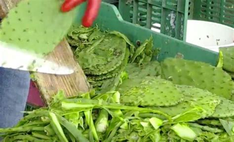 But here i am now trying to convince my teenage son that they taste good. Cactus 'Food Trend' Video Has Some Viewers Rolling Their Eyes