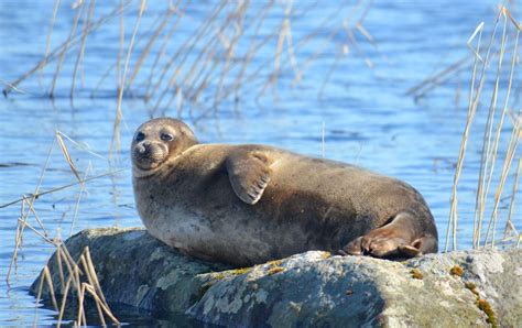 Finlands Endangered Saimaa Seal Population Climbing Back Eye On The