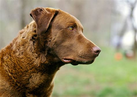 Looking for a puppy or dog in baltimore, maryland? 11 State Dogs to Celebrate This Fourth of July