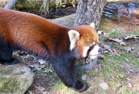 Styans Red Panda Ailurus Styani Zoochat