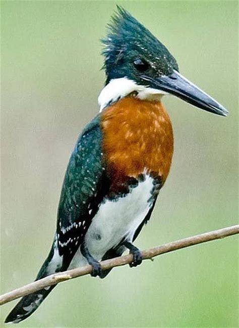 93 Best Images About Kingfishers Of The World On Pinterest The