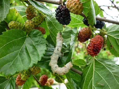 How To Grow A Mulberry Tree The Garden Of Eaden