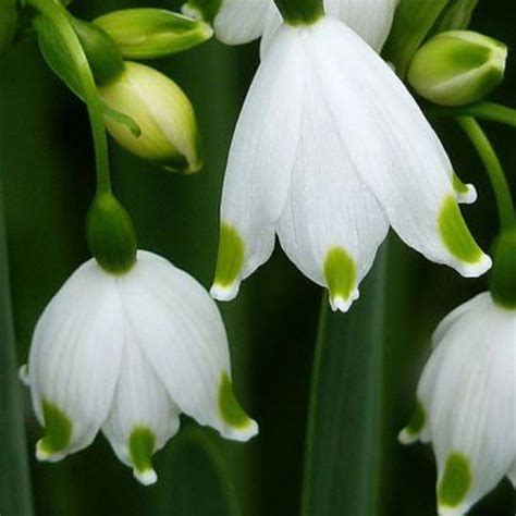 Find out more about the interesting history behind the year's most romantic holiday with these in fact, around 27.6 million american households gave valentine's day presents to their pet dogs last year candy and flowers might be some of the most common gifts for valentine's day, but according to the. How to Plant a Hanging Basket to Last All Year Round in ...