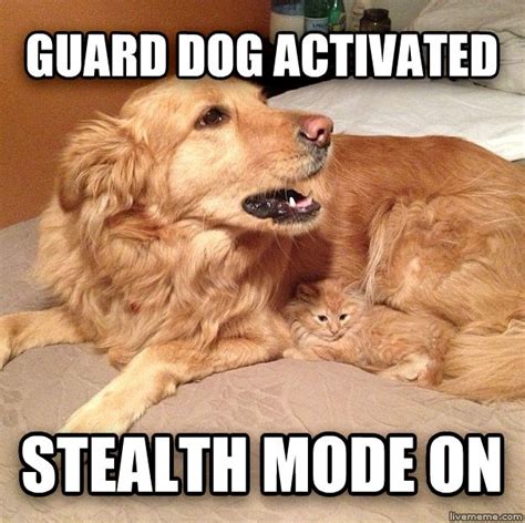 Stealth Cat Cat And Dog Memes Funny Cat Memes Funny Animals