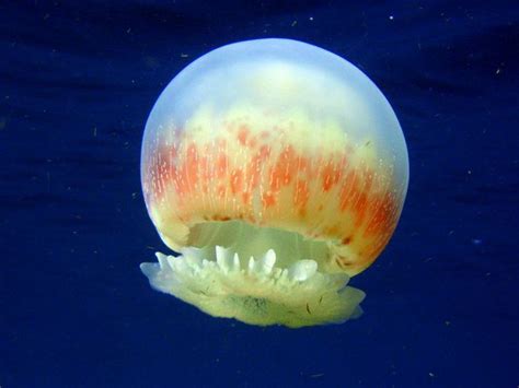 Cannonball Jellyfish Theworldofjellyfish