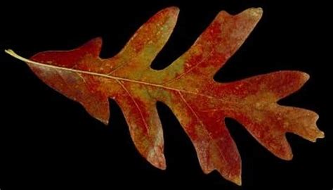 The Identification Of Types Of Oak Tree Leaves Garden Guides