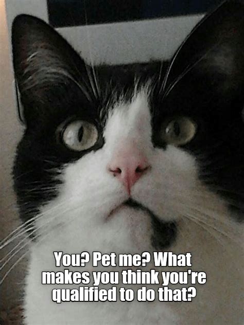 You Pet Me Silly Cats Funny Cat Memes Pretty Cats