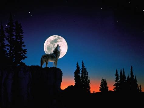 Fondos De Pantalla De Lobos Aullando A La Luna Wolf Wallpaper Wolf