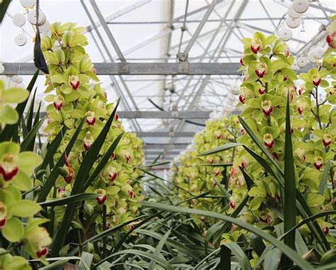 How You Breed Cymbidium Orchids — Sage Journal