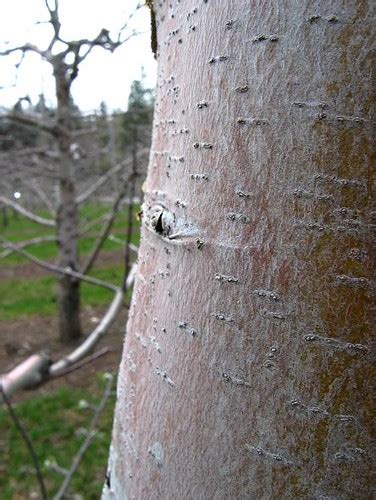 Apple Tree Bark 2 Flickr Photo Sharing