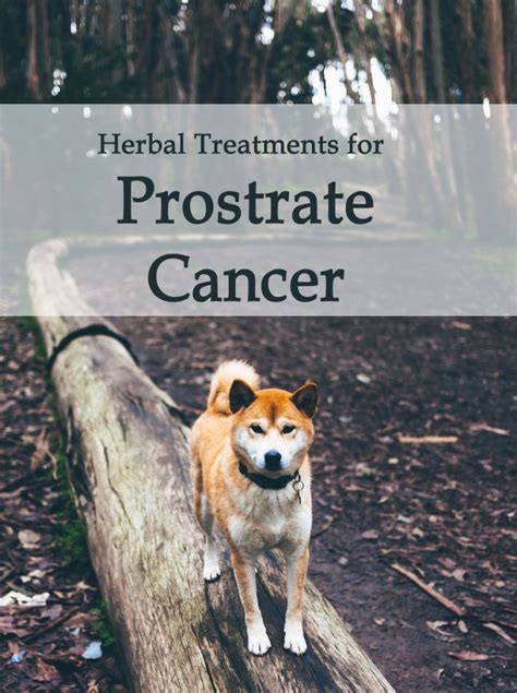 Prostate Cancer In Dogs Avnayt And Walthams Holistic Treatment Tradition