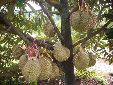 Super Advanced Fertilizer Durian Fruit