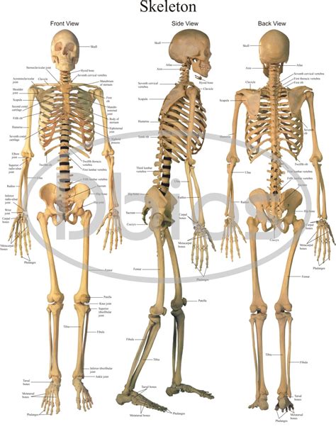 Anatomy Charts For Classes Not Masses