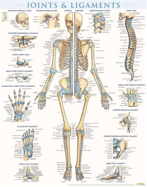 Quickstudy Joints And Ligaments Laminated Poster Human Joints Body
