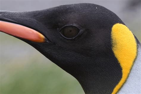Just Learned That An Emperor Penguins Pupil Is Square When