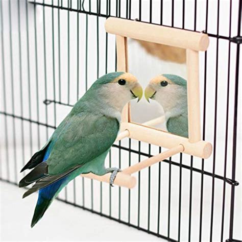 10 Best Macaw Bird Accessories For Your Feathered Friend Hummingbirds