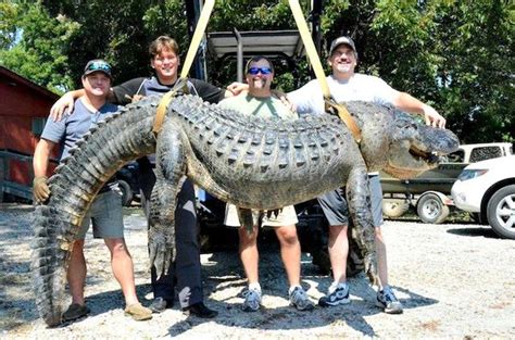 Alligator Weighing 697 Pounds Is New Mississippi Record Pete Thomas