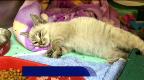 Kitten Survives Being Shrink Wrapped Shipped 500 Miles Fox 4 Kansas City Wdaf Tv News
