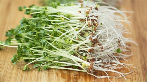 What Are Broccoli Sprouts Nutrients Benefits And Recipes